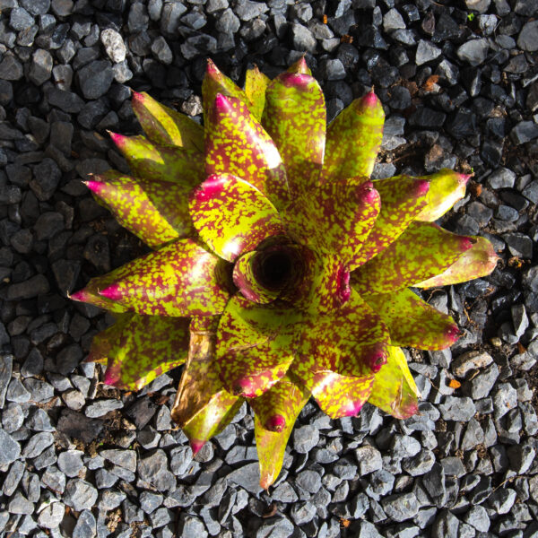 Virgo Proud Bromeliad. Neoregelia Sp.