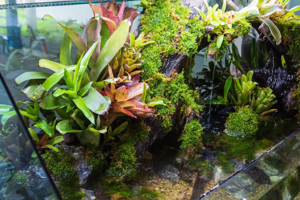 Top 9 Best Plants for Your Paludarium